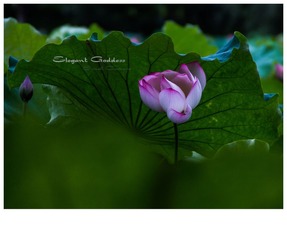 IMG_1444-1_