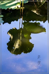 IMG_1525-1_
