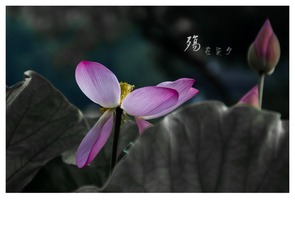 IMG_1554-1-2_