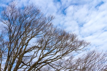 虬枝