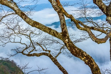 虬枝2
