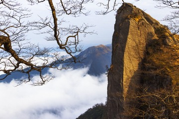 虬枝3