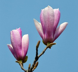 玉兰花008