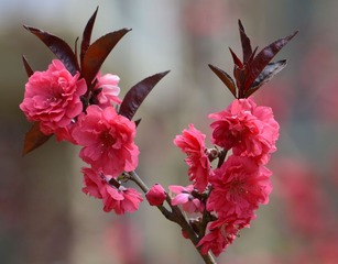 又见桃花红003