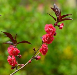 又见桃花红008