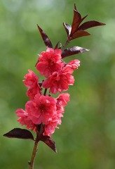 又见桃花红010