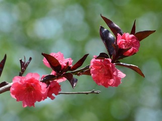 又见桃花红012