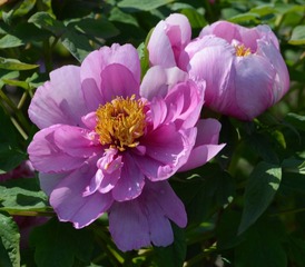 富贵花开0001