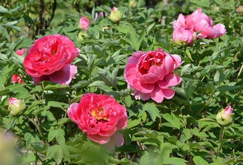 富贵花开0002