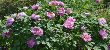 富贵花开0011