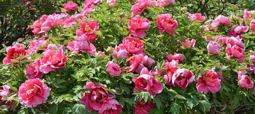 富贵花开0012