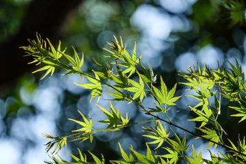 DSCF9189-1
