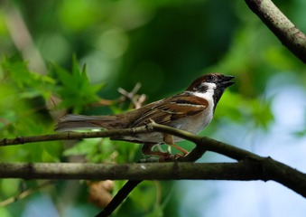DSCF0433-1