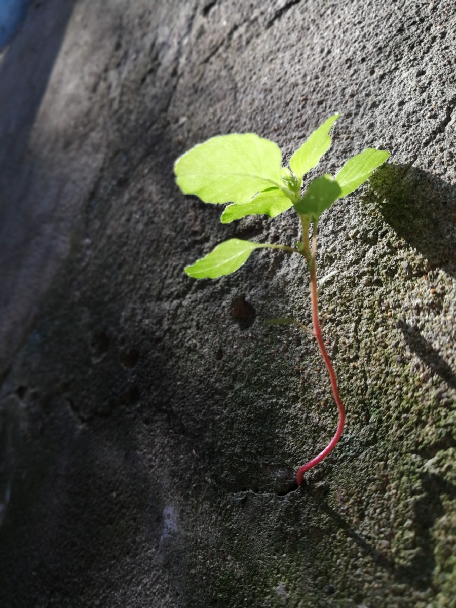坚强的生命 - 离殇雨荷 - 图虫网 - 优质摄影师交流社区