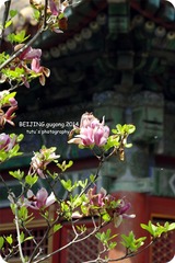 IMGP2856_
