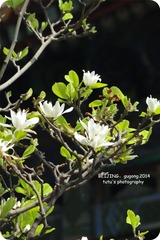 IMGP2870_