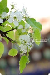 IMGP2887_