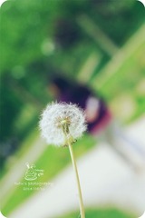 IMGP3366_