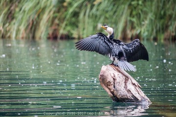 “IMG_9808”为智能对象-1