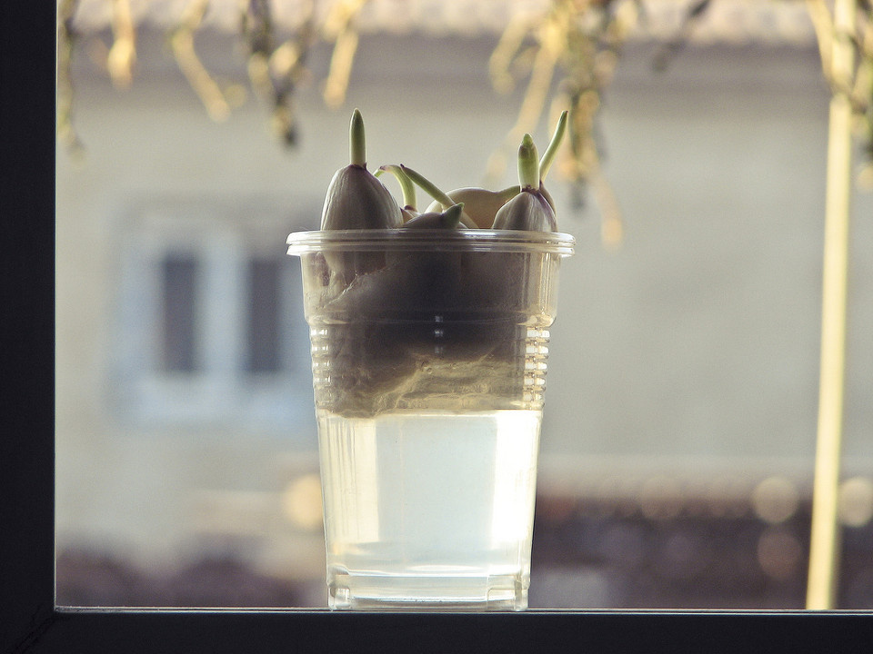 garlic bolt br /> this is my wife planted garlic<br /&amp