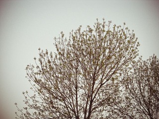 tree