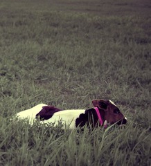 calf