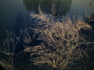 Plants in the river