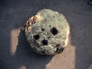 cauliflower