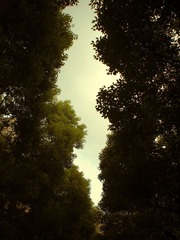 Tree in the air