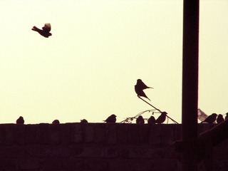 sparrow