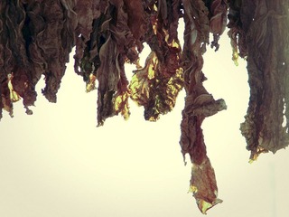dried cabbage