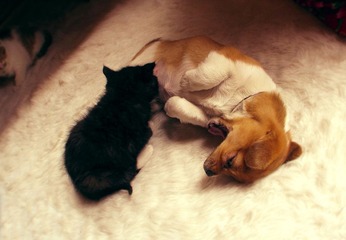 cat beby and dog mamma