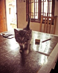 kitten