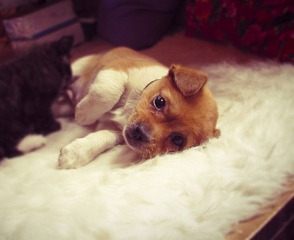 kitten and dogmamma