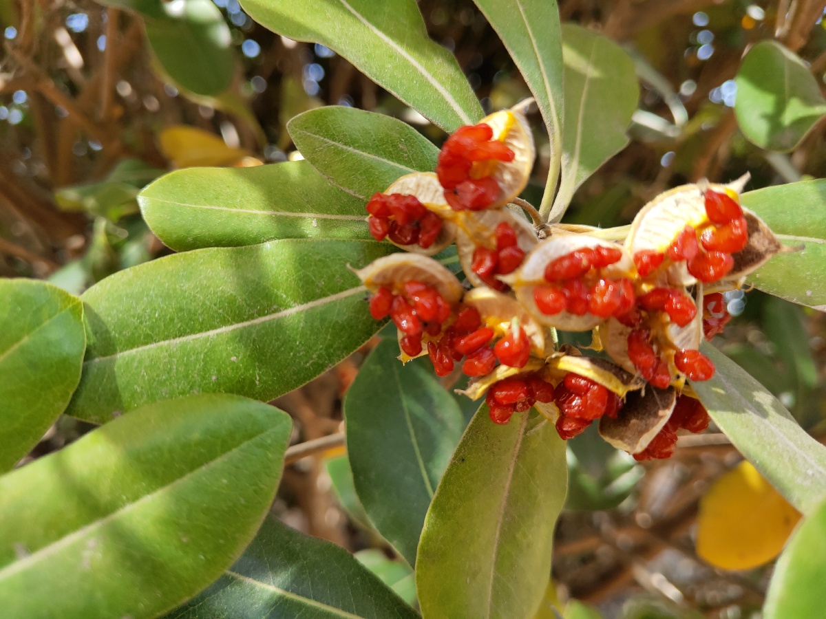 海桐,果实成熟了.