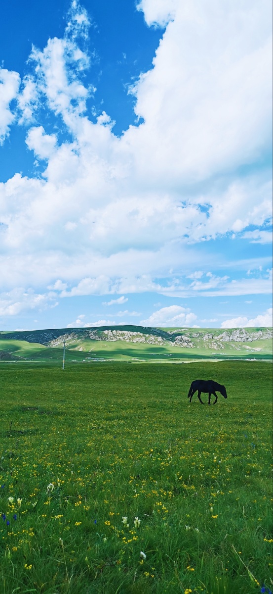 草原惊现一只黑马