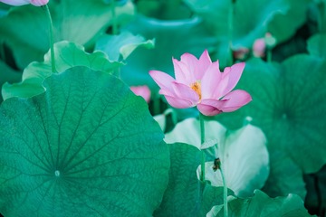 DSC05694-已增强-降噪-1