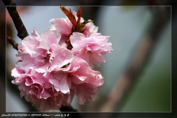 春