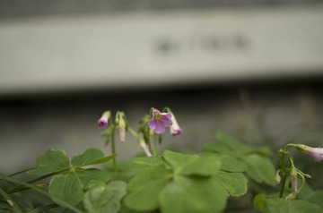 IMGP9303-1_