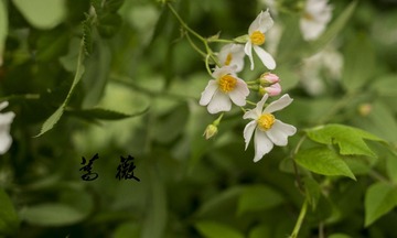IMGP9205-1_