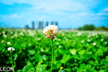4.16青龙湖——花