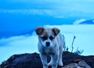 高山之王5