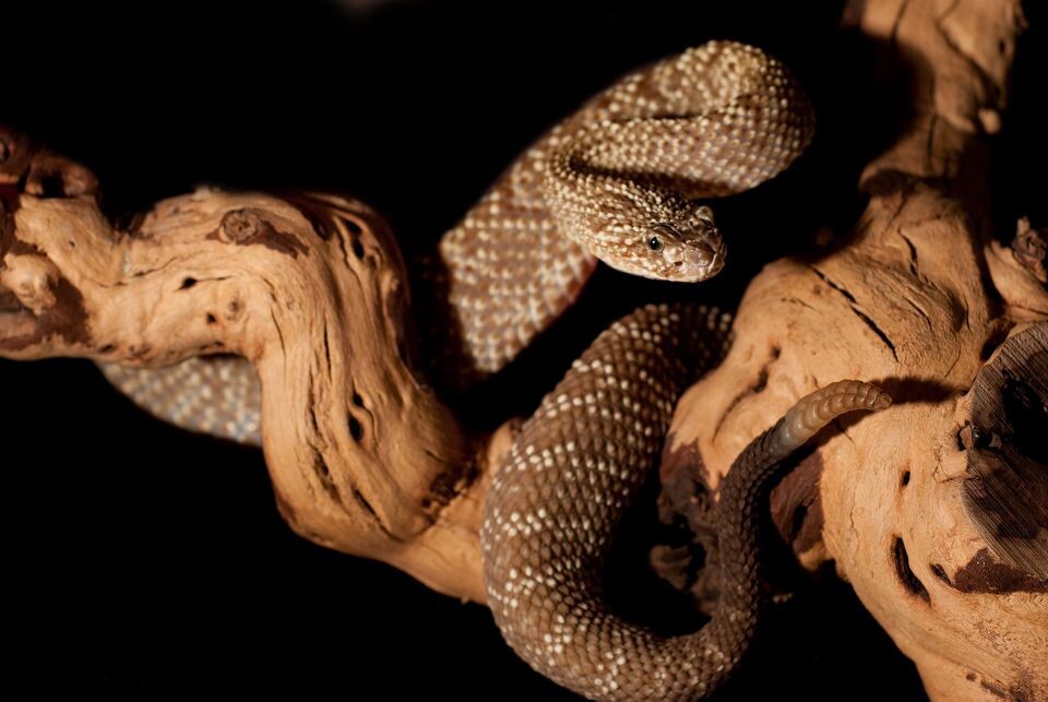 烏拉崗響尾蛇(CDV)<br />
烏拉崗響尾蛇(CDV).南美響尾蛇属（Crotalus durissus）是一種分佈在南美洲的響尾蛇。牠們是屬內分佈最廣的物種，且引發多種治療的問題。其下已發現了8個亞種。