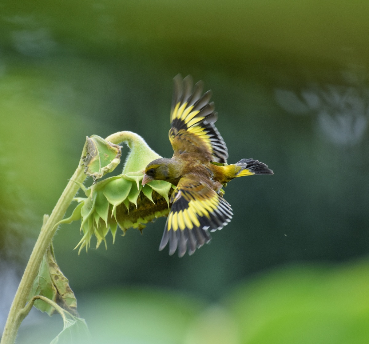 金翅鸟也喜欢吃瓜子