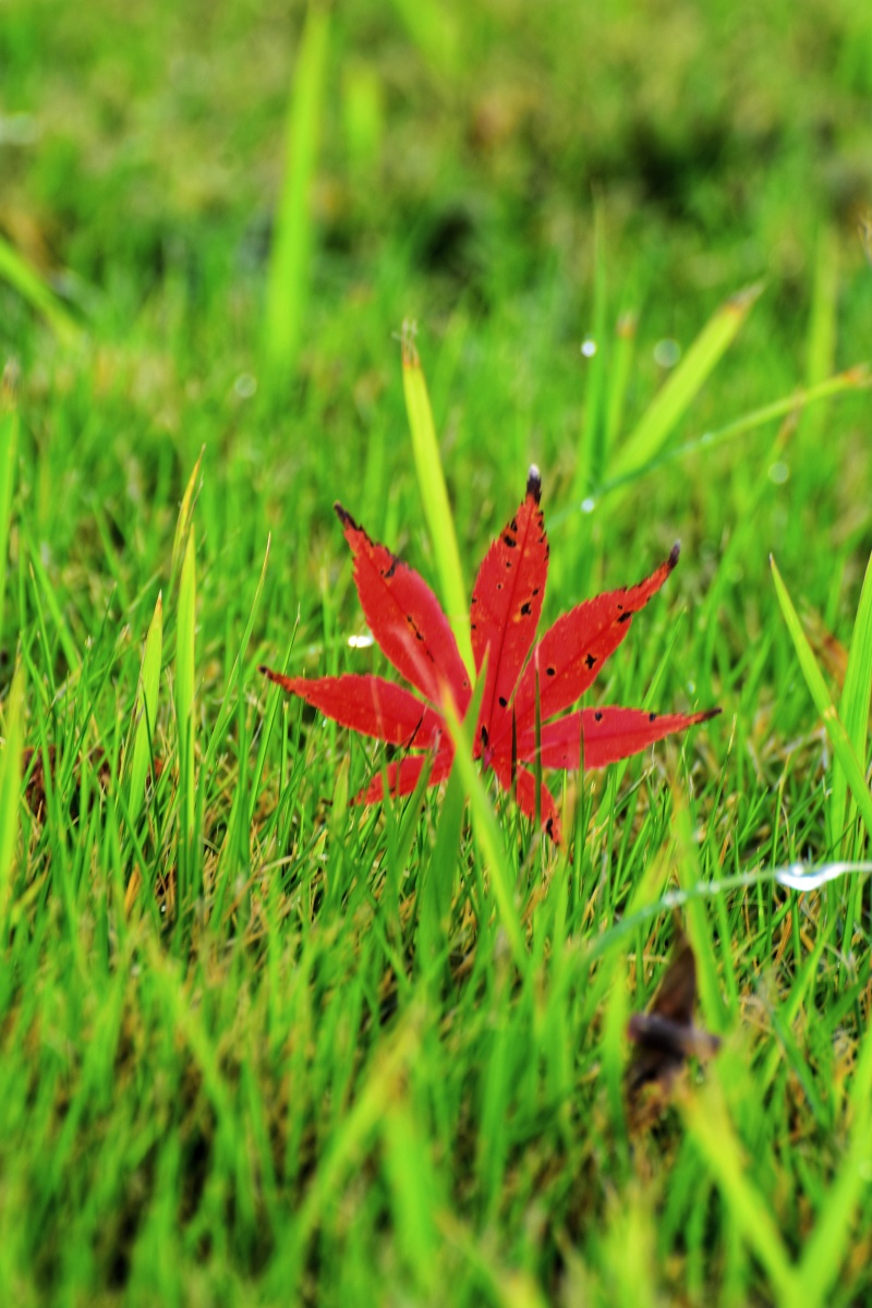 秋叶- 风中承诺136 - 图虫