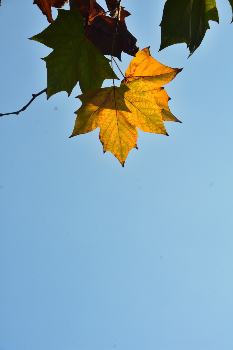秋叶- 风中承诺136 - 图虫