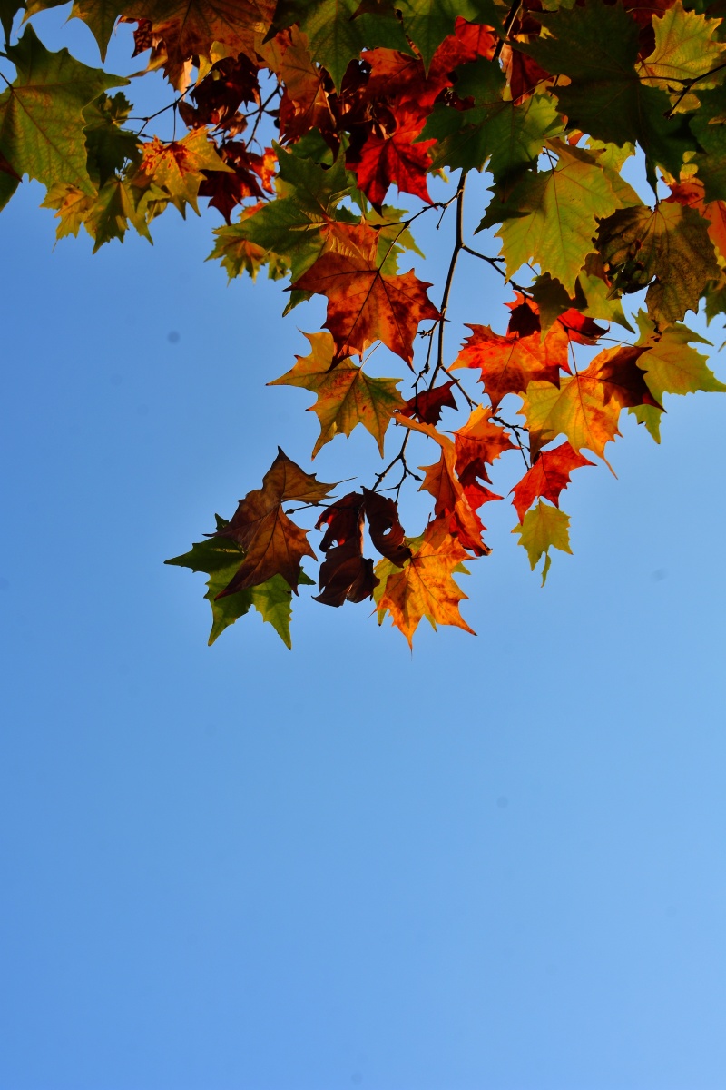 秋叶- 风中承诺136 - 图虫