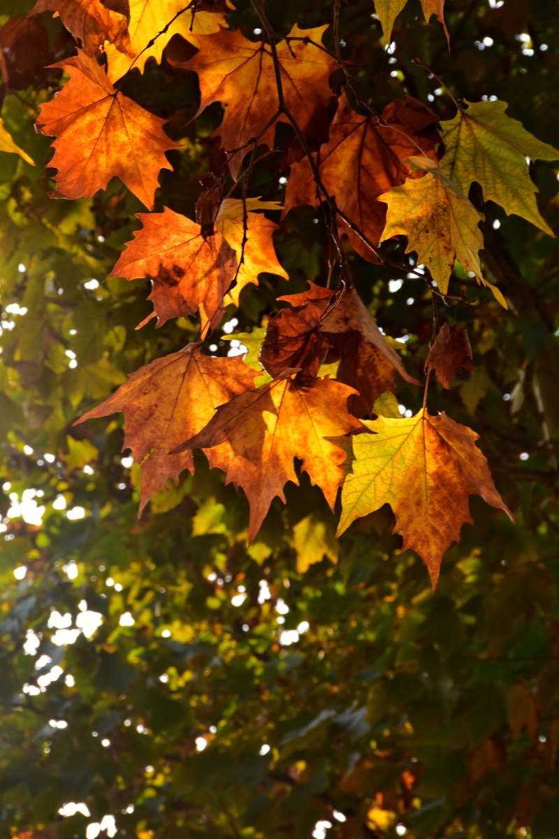 秋叶- 风中承诺136 - 图虫