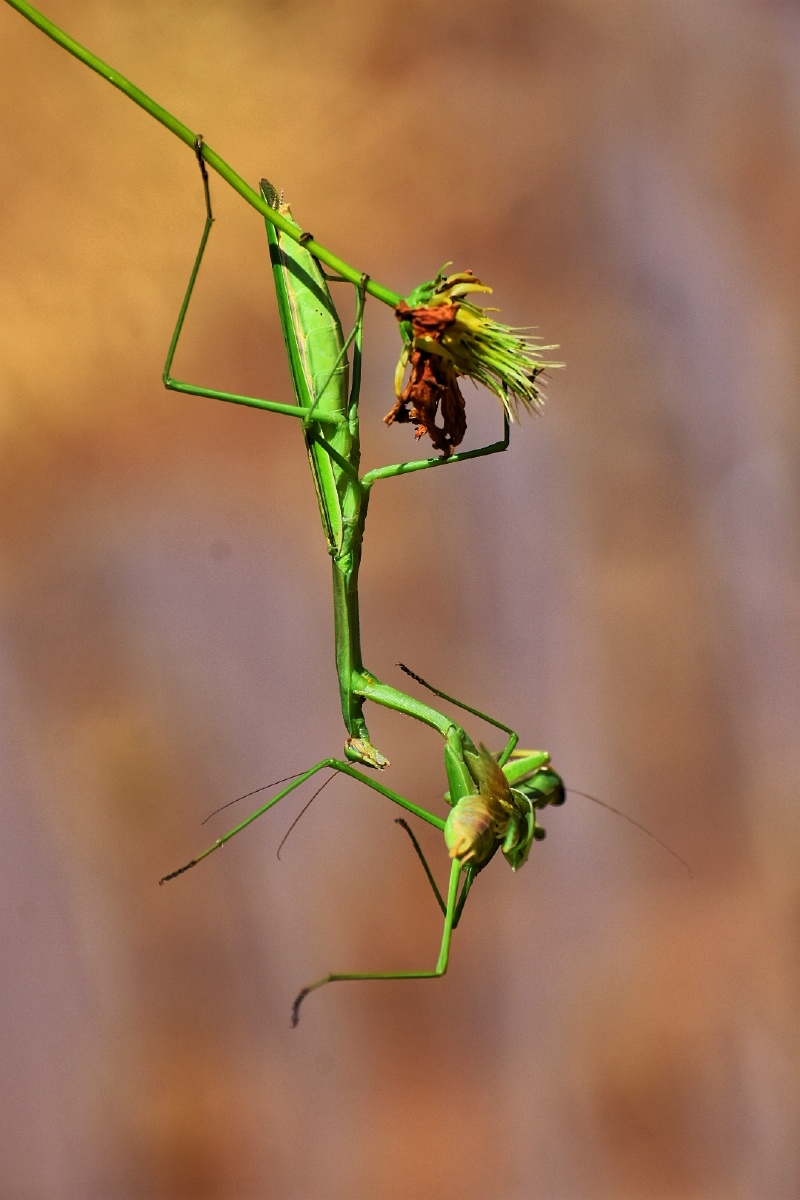 缠缠绵绵的一对螳螂