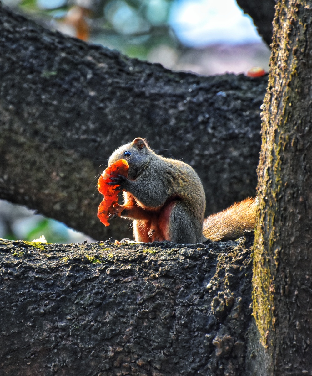 赤腹松鼠 - 风中承诺136 - 图虫